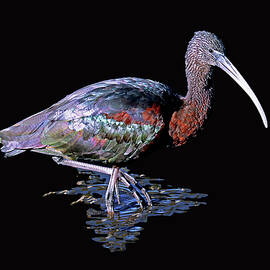 Glossy Ibis 2D by Sally Fuller