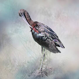 Glossy Ibis 45B by Sally Fuller