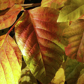 Glowing Autmn Colors by Steven Nelson