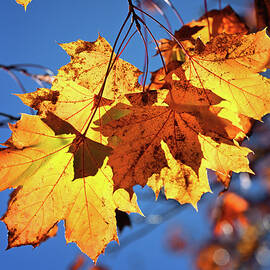 Glowing Maple by Steven Nelson