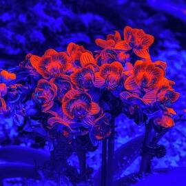 Glowing Neon Orchids by Bruce Block