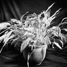 Glowing Peace Lily by Steven Nelson