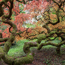 Gnarled Branches  by Shirley Mitchell