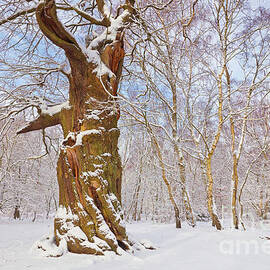 Gnarled oak tree in fresh snow, Sherwood Forest, Nottingham, England by Neale And Judith Clark
