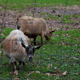 goats 01 by Flees Photos