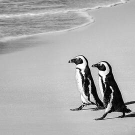 Going For A Swim by Elvira Peretsman