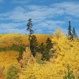 Gold and Blue Colorado Landscape by Cascade Colors