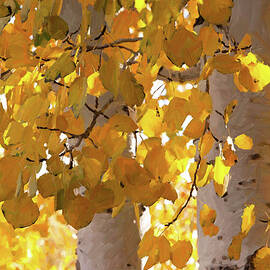 Golden Aspen Leaves by Barbara Siegel