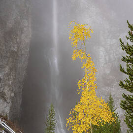 Golden Aspen by Richard DeYoung