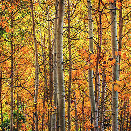 Golden Aspens by Abbie Matthews