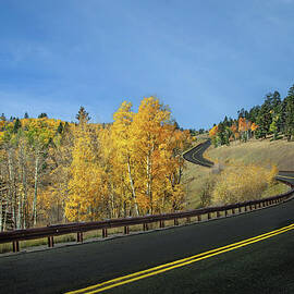 Golden Aspens on the Road to Chama by Rebecca Herranen