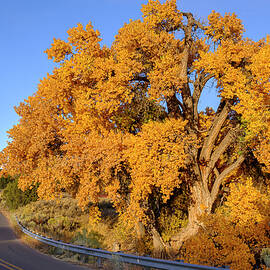 Golden Cottonwood South of Santa Fe by Mary Lee Dereske