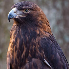 Golden eagle 3 by Flees Photos