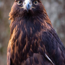Golden eagle 4 by Flees Photos