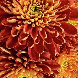 Golden Fall Mum by Deb Beausoleil