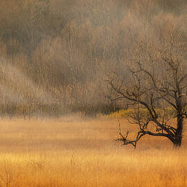 Golden Fields in Cades Cove by Theresa D Williams Smoky Mountains
