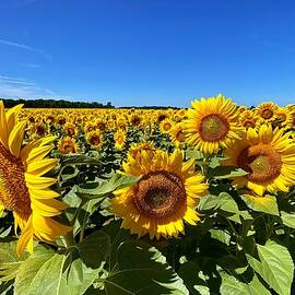 Golden Fields Vibrant Sunflowers Under Blue Skies by Travel Essayist