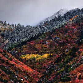 Golden Grove by Abbie Matthews