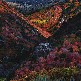Golden Grove - Vertical by Abbie Matthews