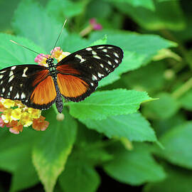 Golden Helicon Butterfly by Nancy Gleason
