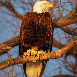 Golden Hour Bald Eagle - Lower Klamath Refuge - Siskiyou County  by Mike Lee