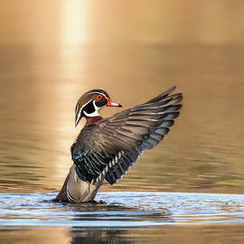 Golden Hour by James Overesch