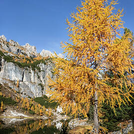 Golden Larch Tree by Mountain Lake by Elvira Peretsman