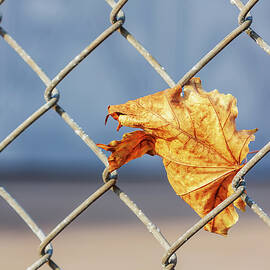 Golden leaf caught on a fence by Tatiana Travelways