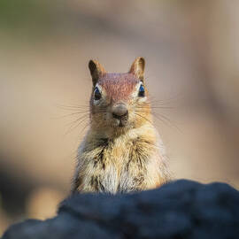 Golden-Mantled Ground Squirrel in Lassen Volcanic National Park by Mike Lee