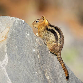 Golden-Mantled Ground Squirrel Posing on Rock - Lassen County CA by Mike Lee