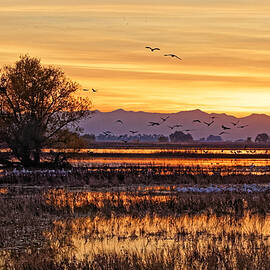 Golden Refuge - Merced National Wildlife Refuge California by KJ Swan