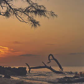 Golden Sandz by Gian Smith