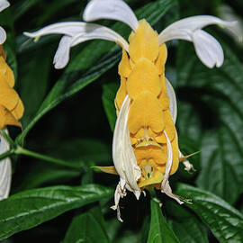 Golden Shrimp Plant by Flees Photos
