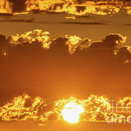 Golden Sunset Summer Flight by Abigail Diane Photography