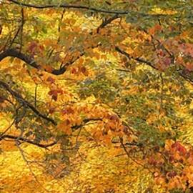 Radiant Autumn Canopy by Jessica Jenney