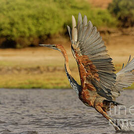 Goliath Heron Taking Flight by Natural Focal Point Photography