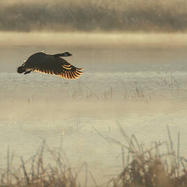 Goose and Glow - Honey Lake Wildlife Refuge - Lassen County CA by Mike Lee