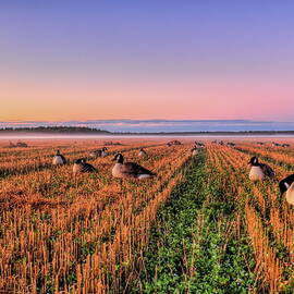 Goose Hunt Over Foggy Oat Stubble by Dale Kauzlaric