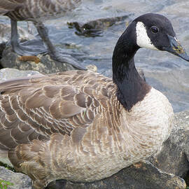 Goose on a rock by Flees Photos
