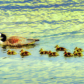 Goose with a Line of Goslings by Bruce Block