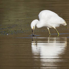 Grabbing a Bite - Lassen County California by Mike Lee