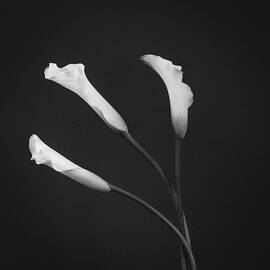 Grace of a Calla Lily 2 by Dodie Ross
