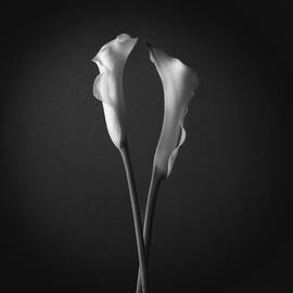 Grace of a Calla Lily 3 by Dodie Ross