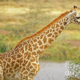 Graceful Giraffe by the Water by Natural Focal Point Photography