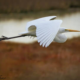 Graceful Great Egret in Flight by Joe Fisher