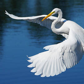 Graceful Great Egret by Larry Marshall
