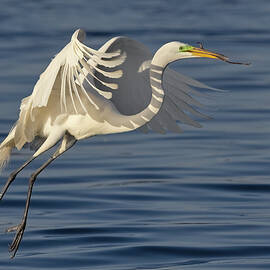 Graceful Great Egret by Susan Candelario