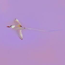 Graceful Red Billed Tropicbird Soars Against Pastel Sky by Bruce Block