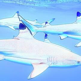 Graceful Sharks Underwater by Bruce Block