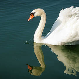 Graceful white swan floating by Tatiana Travelways